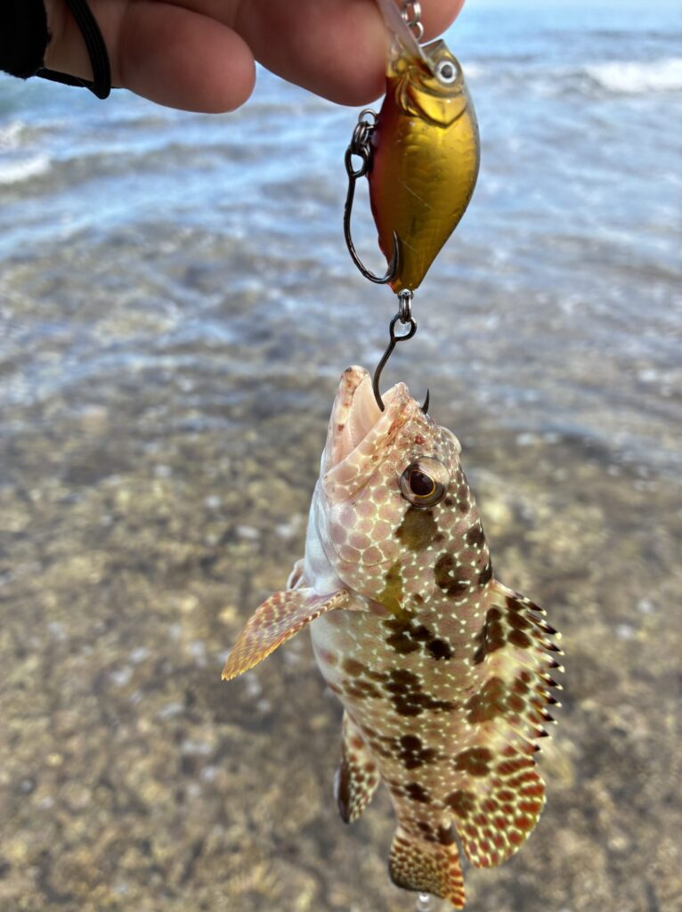 参考資料用画像